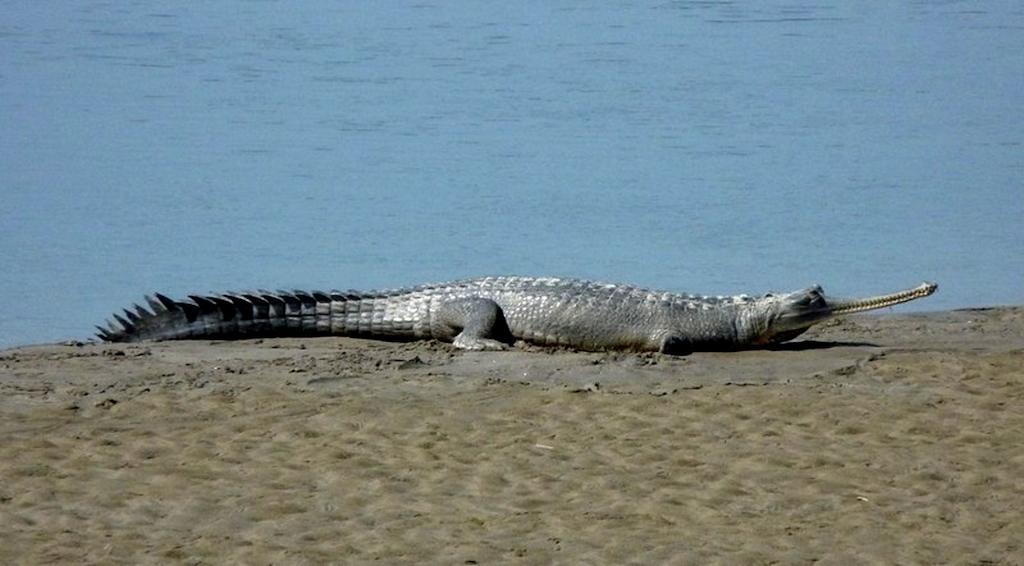 Chitwan Safari Camp & Lodge Sauraha Luaran gambar