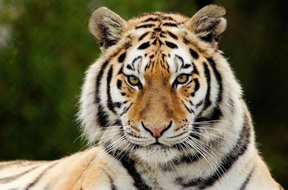 Chitwan Safari Camp & Lodge Sauraha Luaran gambar
